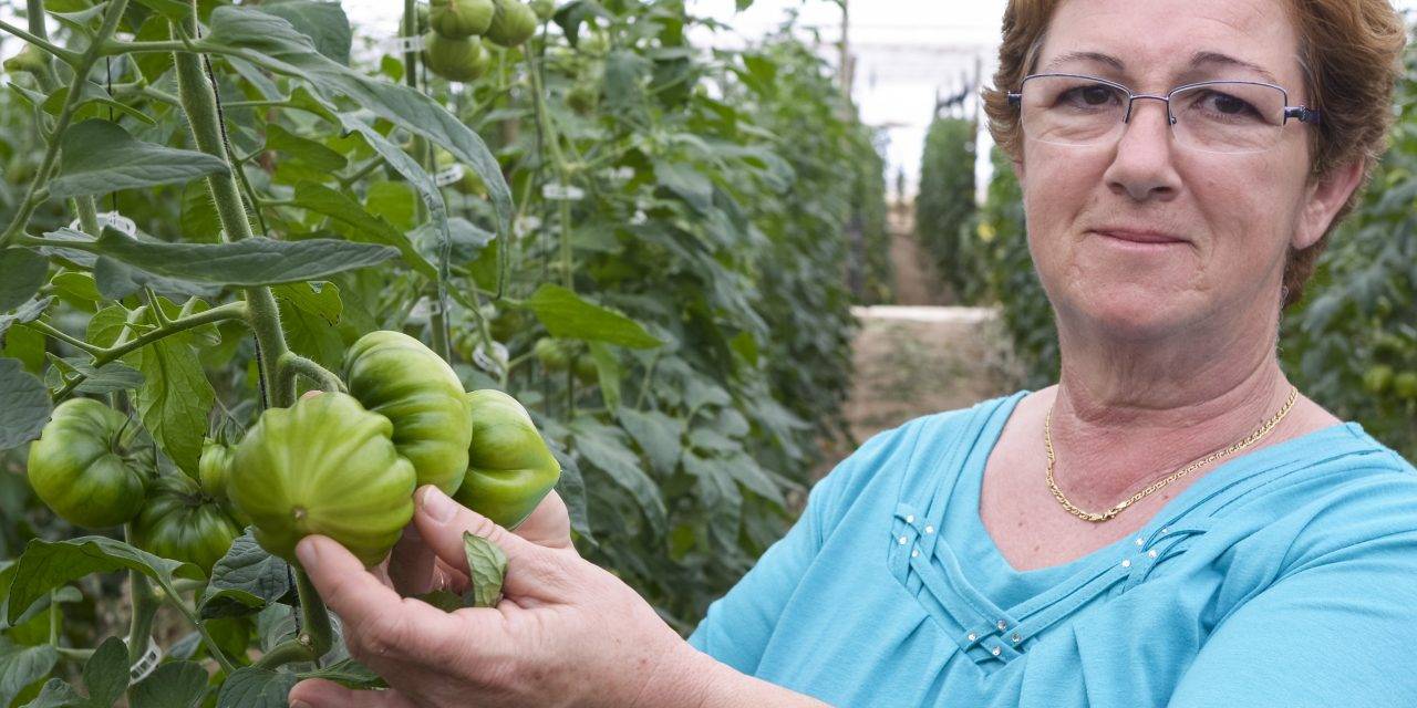 El tomate Dumas en los invernaderos de Almería es de fácil manejo y alta producción