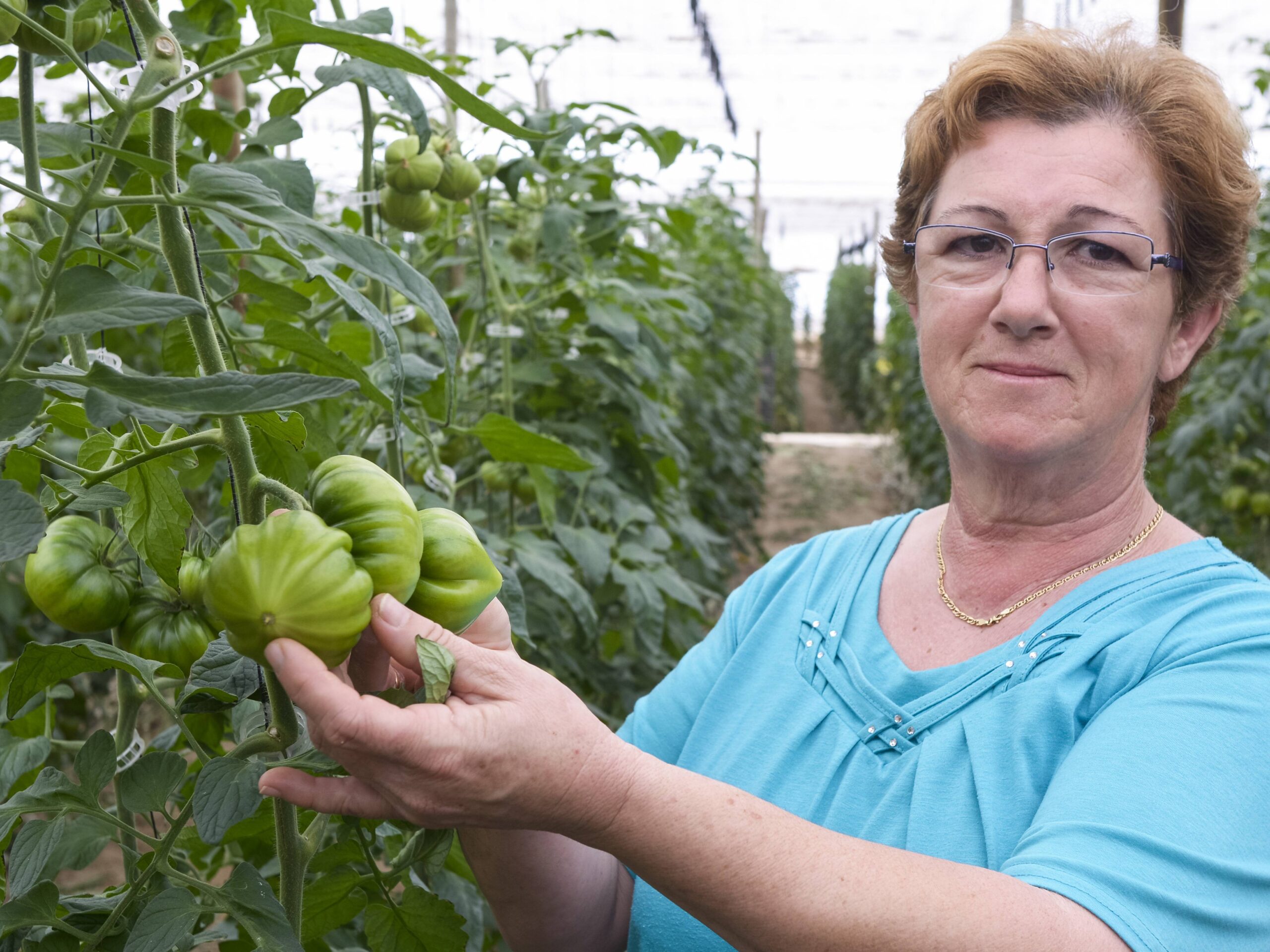 El tomate Dumas en los invernaderos de Almería es de fácil manejo y alta producción