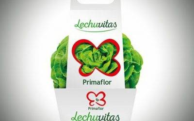 Lechuvitas, una forma de cultivar convertida en marca