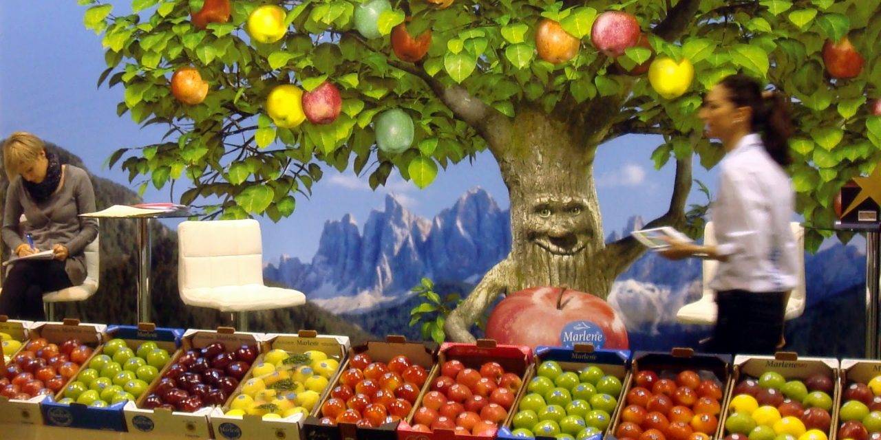 Las manzanas Marlene, de los árboles a los supermercados … y, con criterio