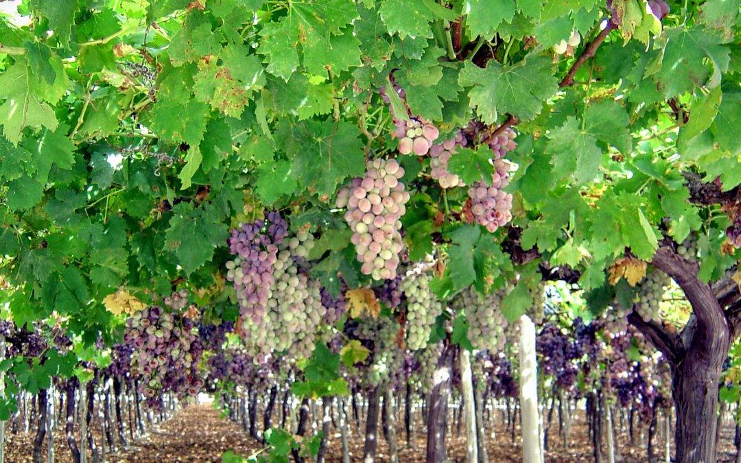 Agendas de los productores de uva de mesa, la tendencia es variedades seedless