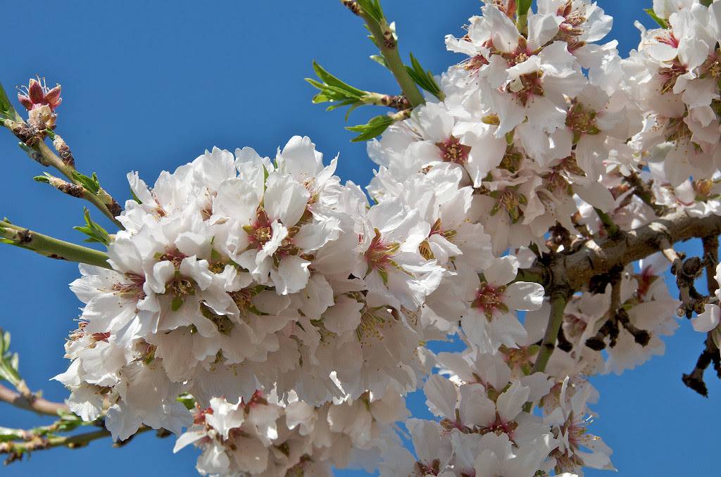 Para favorecer la presencia de osmias o tener abejas eficaces en los campos de frutales ¿qué hay que hacer?