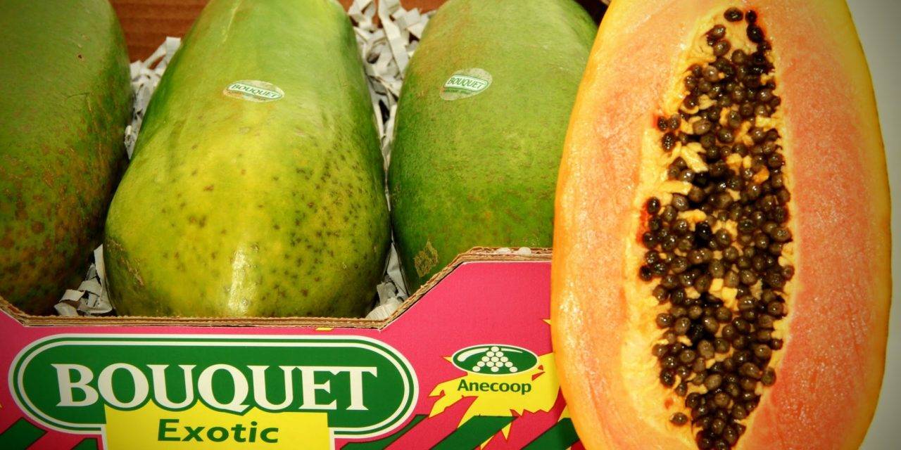 Anecoop comercializará papaya con “Exóticos del Sur”