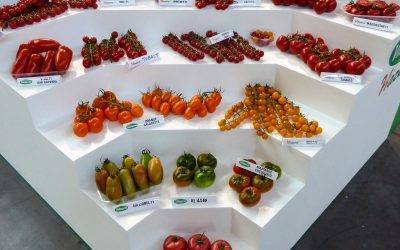 Qué tomates debe haber en una tienda