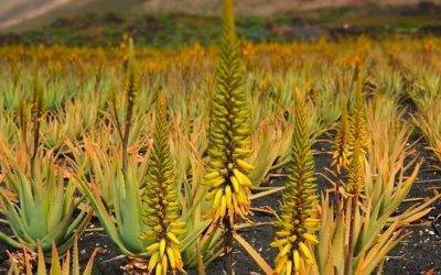 Las propiedades del Aloe vera comprobadas cientificamente