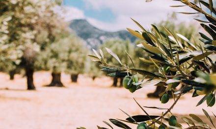 El genoma del olivo silvestre y la evolución de la biosíntesis del aceite