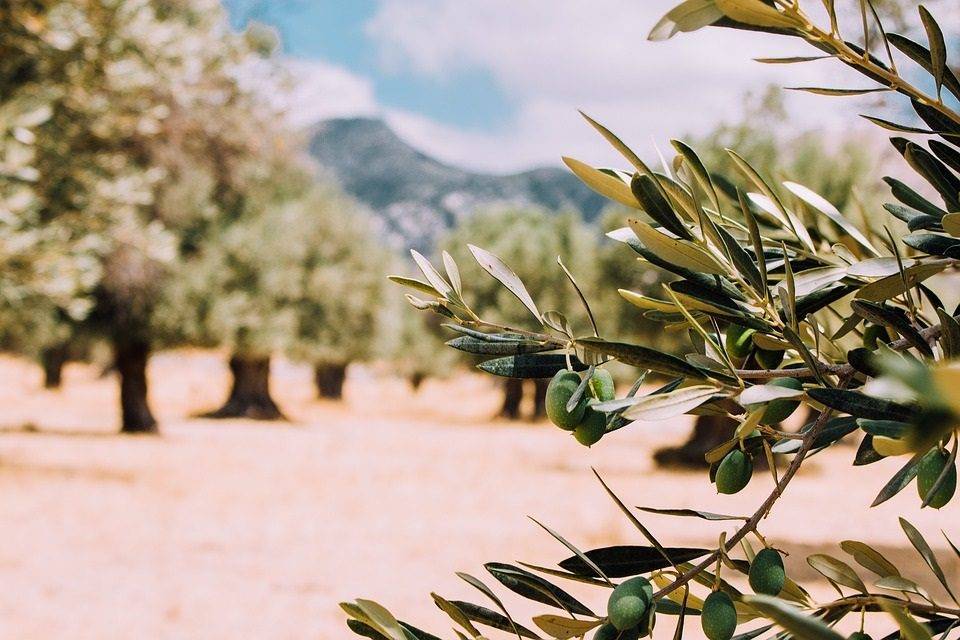 El genoma del olivo silvestre y la evolución de la biosíntesis del aceite