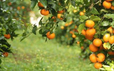 La mandarina Orri, la variedad mejor cotizada del mercado