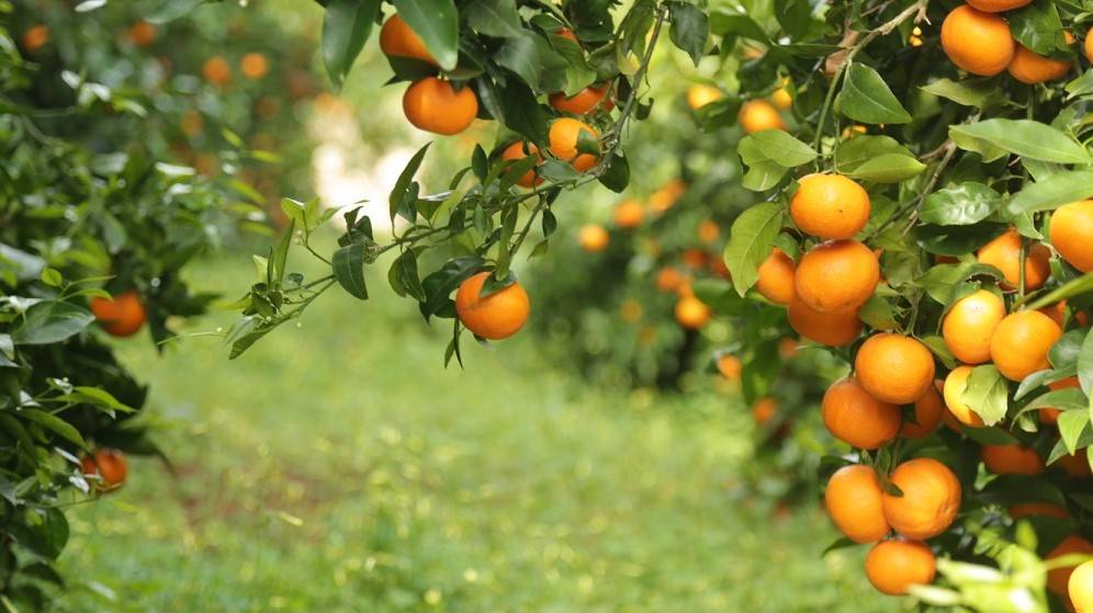La mandarina Orri, la variedad mejor cotizada del mercado