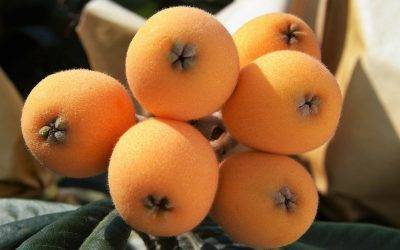 Nísperos, la primera fruta de árbol de la temporada