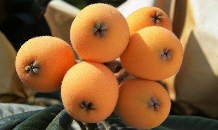 Nísperos, la primera fruta de árbol de la temporada