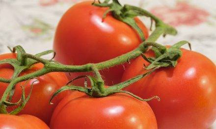 El tomate, una “bomba” de salud, dicen en Vegacañada