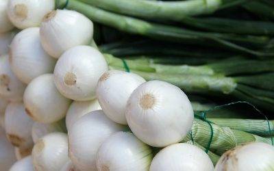 Benihort incorpora la cebolla tierna a su catálogo de verduras