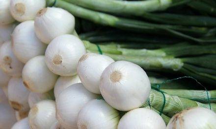 Benihort incorpora la cebolla tierna a su catálogo de verduras