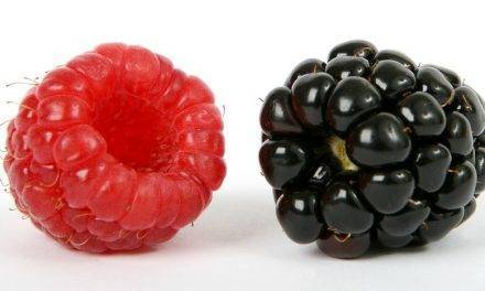 Frambuesa negra, una superberry con tres veces más antioxidantes que otros berries