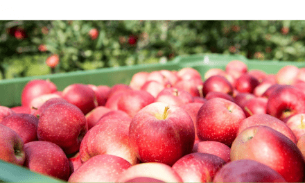 Consorcio VOG: tras un año anómalo, vuelve una cosecha de manzanas plena y de calidad