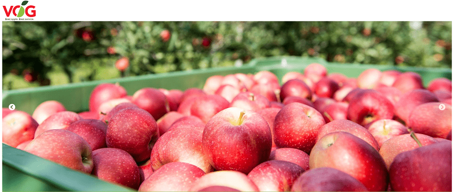 Consorcio VOG: tras un año anómalo, vuelve una cosecha de manzanas plena y de calidad