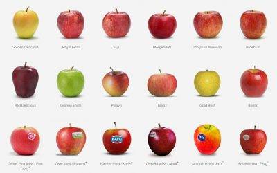 VOG Consortium: after an abnormal year, this season returns to a full harvest of quality apples