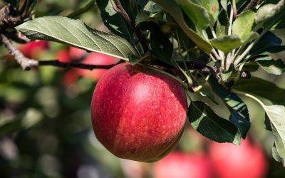 why you should always cook apples with the peel on!