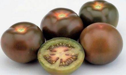 Hay tomates de la variedad Kumato® con etiqueta BIO