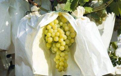 La uva, deliciosa, con muchas propiedades y con origen