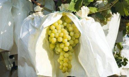 La uva, deliciosa, con muchas propiedades y con origen
