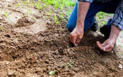 ¿Por qué deberías tener un huerto en casa?