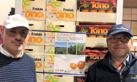 Las naranjas de IGP “Cítricos valencianos” por primera vez rumbo a China