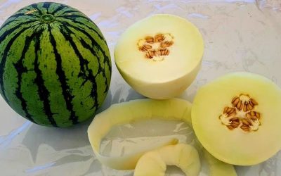 Melones y sandías en imágenes (III)