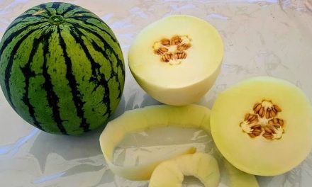 Melones y sandías en imágenes (III)