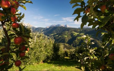 Cosecha de manzanas en el Tirol Sur de Italia con buen panorama