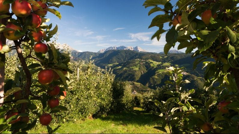 Cosecha de manzanas en el Tirol Sur de Italia con buen panorama