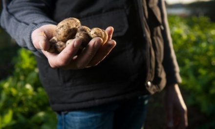 Desperdicio alimentario: Qué hace la agroalimentación para reducirlo?