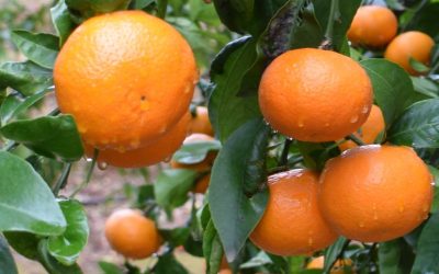 Variedad Orri de mandarina: Nueva imagen en Fruit Attraction 2019