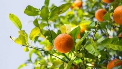Variedad Orri de mandarina: Nueva imagen en Fruit Attraction 2019