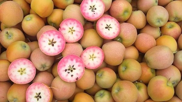 Las manzanas Kissabel vuelven a Fruit Attraction