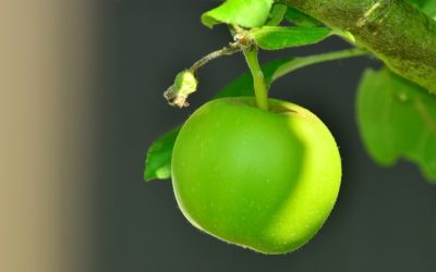 Aumenta el consumo de la manzana nacional en España