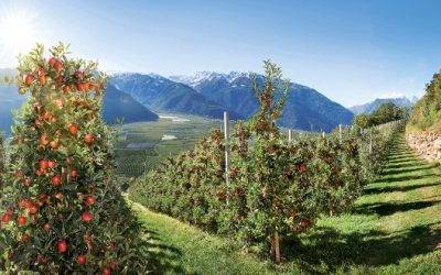 Manzanas Val Venosta con una cosecha de magnífica calidad