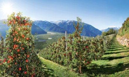 Manzanas Val Venosta con una cosecha de magnífica calidad
