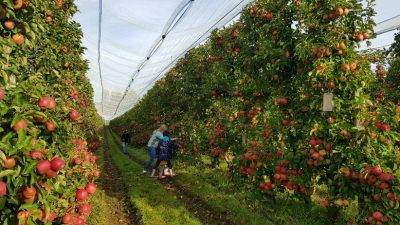 Dialogue with consumers and producers is a priority for Pink Lady