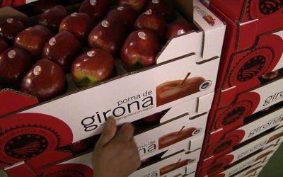 Con normalidad están abasteciendo las empresas de la IGP Poma de Girona