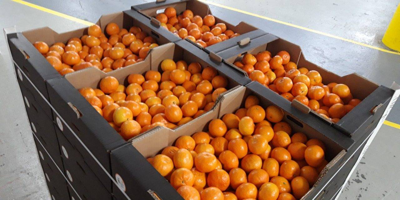 La asociación mandarina Orri dona 1.000 kilos de fruta al hospital de  IFEMA
