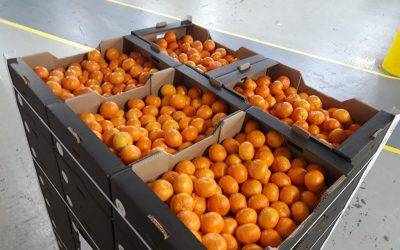 La asociación mandarina Orri dona 1.000 kilos de fruta al hospital de  IFEMA