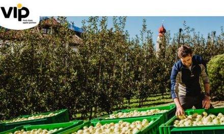 Manzanas convencionales y biológicas en Val Venosta