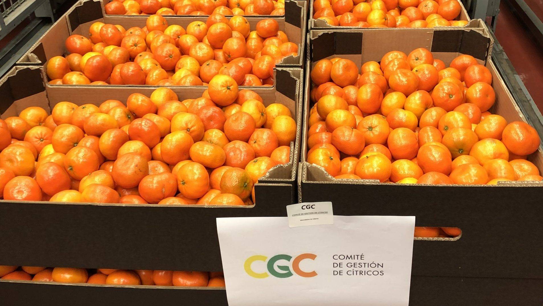 Desde el Comité de Cítricos donan mandarinas y dinero para la crisis del Covid-19