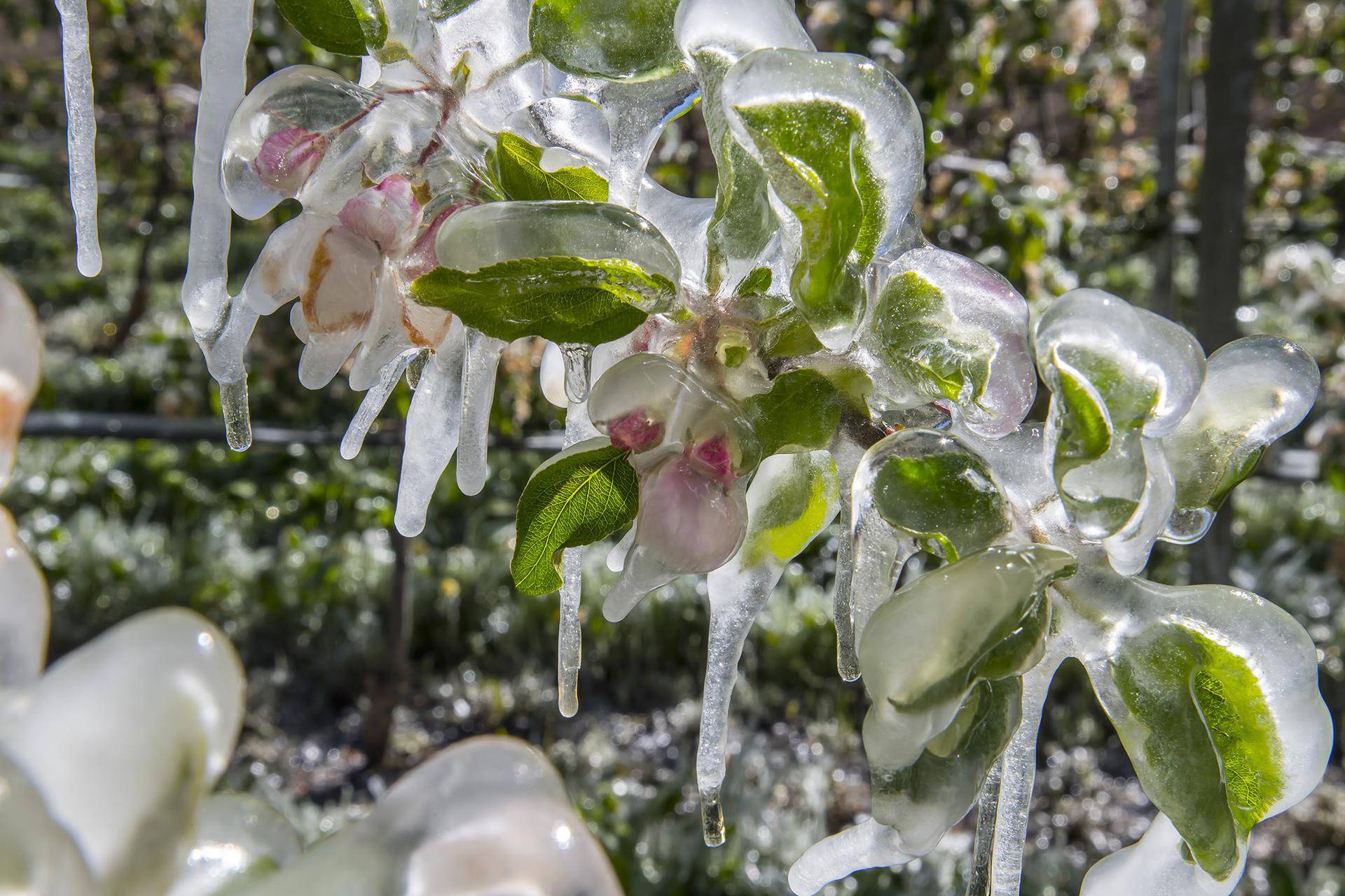Agua y fuego dan calor a los manzanares de Vog