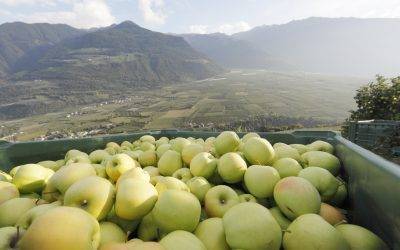 La temporada para manzanas Val Venosta en España y Portugal ha sido positiva