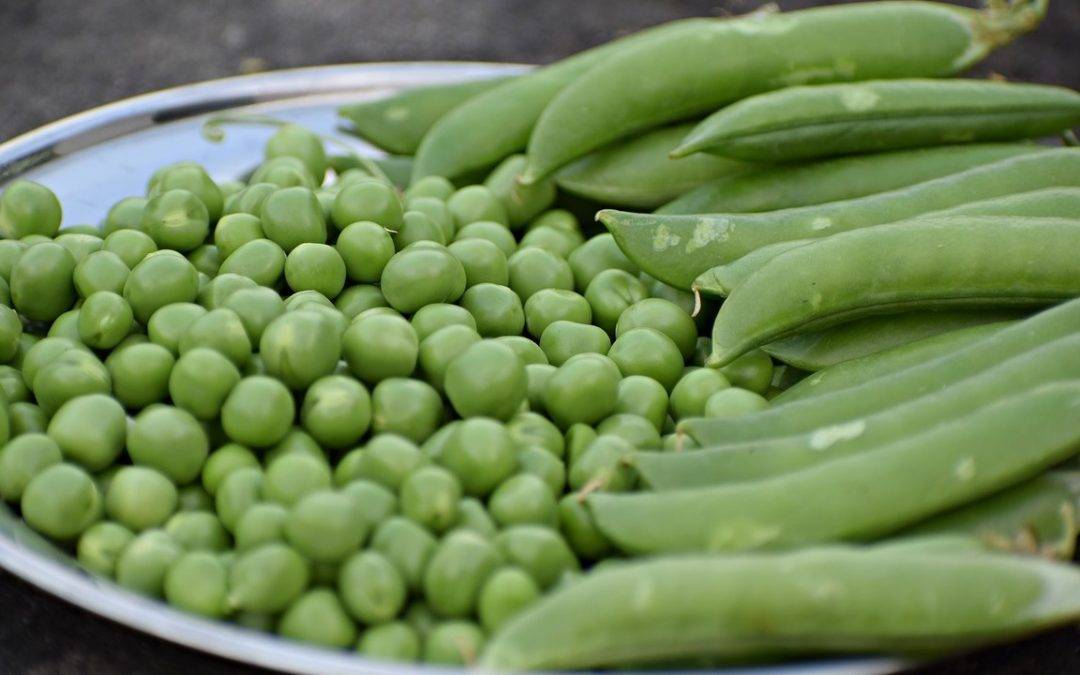 Los guisantes frescos, una delicatesen de la primavera