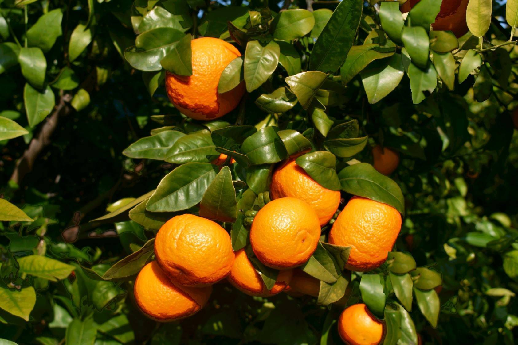 Cifras récord en la de mandarina Orri