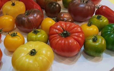 El proyecto “Sapiens del tomate” se renueva con la participación de Fitó